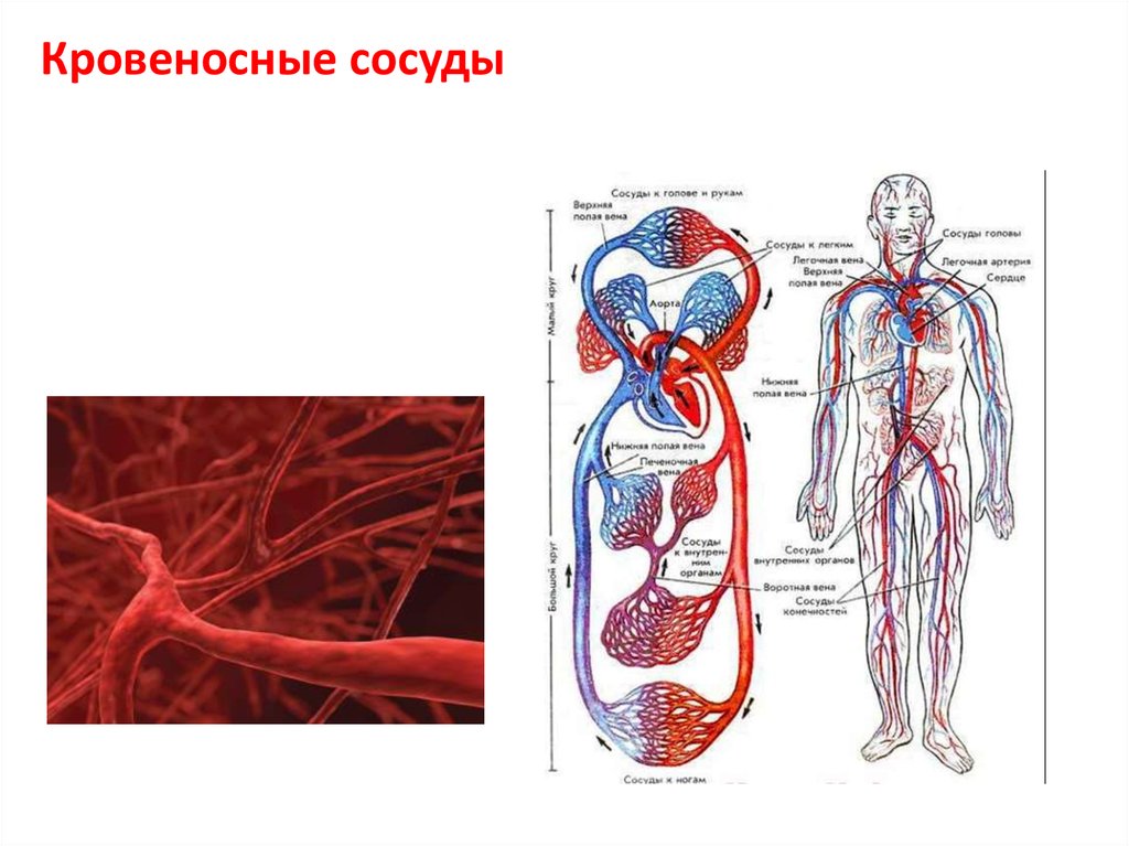 Кровеносная система презентация