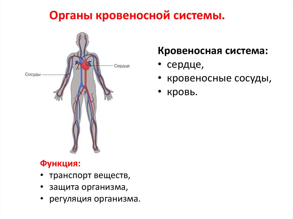 Наличие кровеносной системы у каких. Кровеносная система на скелете. Из чего состоит кровеносная система 3 класс окружающий мир. Органы кровеносной системы 3 класс. Строение клеток кровеносной системы.