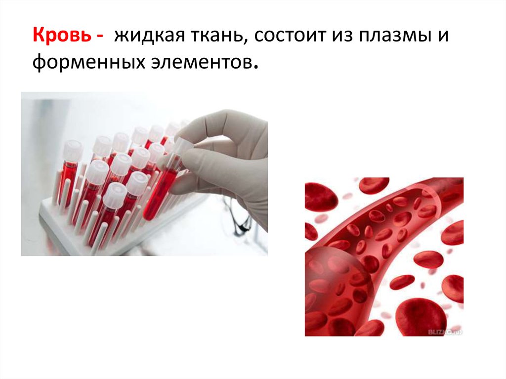 Кровь это жидкая ткань