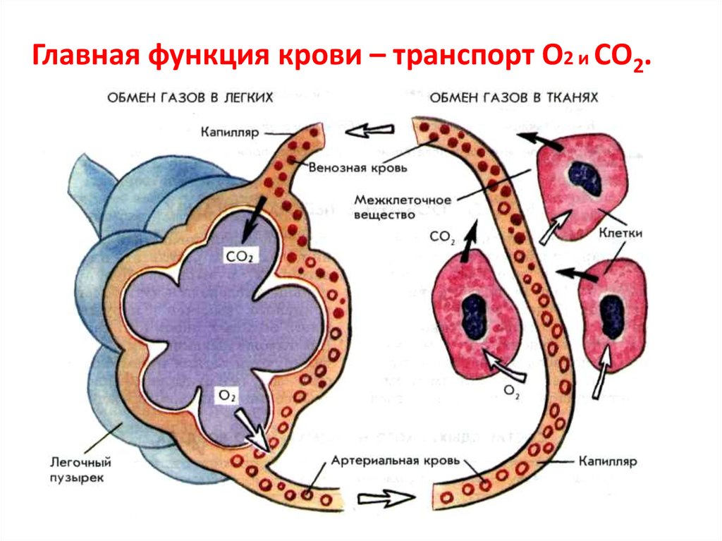 Строение обмен. Лёгочное дыхание (газообмен в лёгких). Схема газообмена в легких и тканях 8 класс биология. Схема газообмена в легких. Механизм газообмена в альвеолах и тканях.