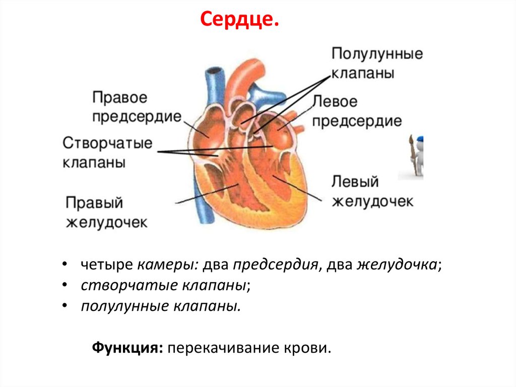Какую функцию выполняет полулунный клапан. Строение сердца полулунные клапаны. Полулунный клапан анатомия сердца-. Строение створчатых клапанов сердца. Клапаны сердца схема полулунный.