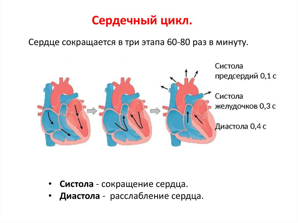 Систола предсердий систола желудочков и диастола. Схема систолы желудочков. Фазы сердечного цикла систола и диастола. Сердечный цикл. Пассивное наполнение сердца кровью фаза сердечного цикла