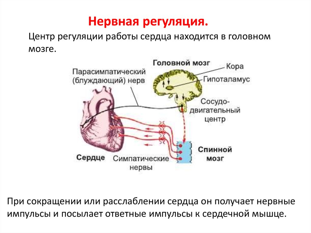 Сердечно сосудистый нервный центр. Нервная парасимпатическая регуляция сердечной деятельности. Нервная регуляция сердца схема. Нервные механизмы регуляции деятельности сердца. Регуляция работы кровеносной системы.