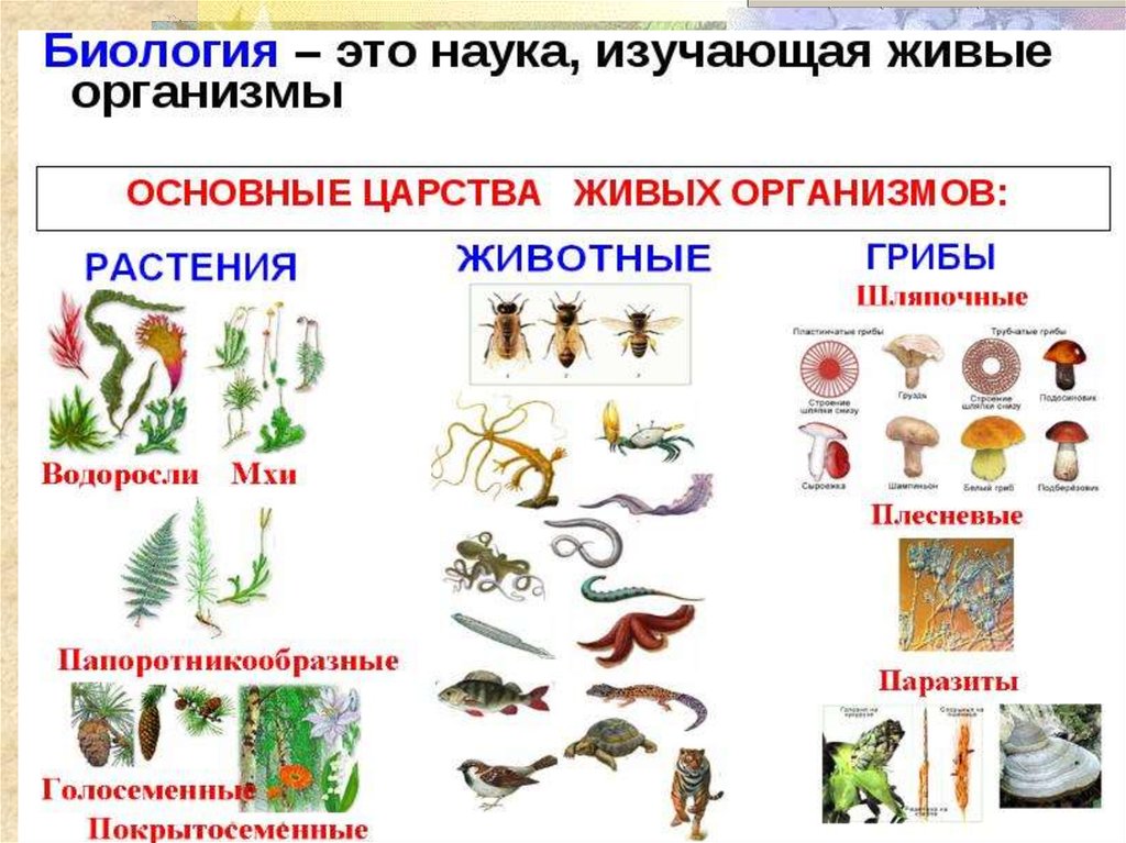 Урок 15 биология