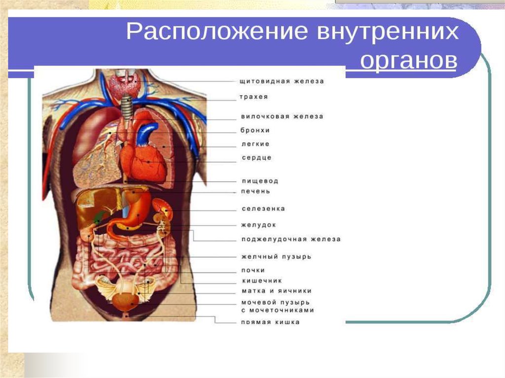 Внутренности человека анатомия у мужчин фото и название