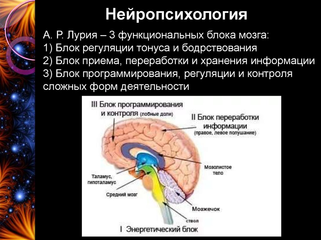 Энергетический блок мозга блок регуляции тонуса и бодрствования презентация