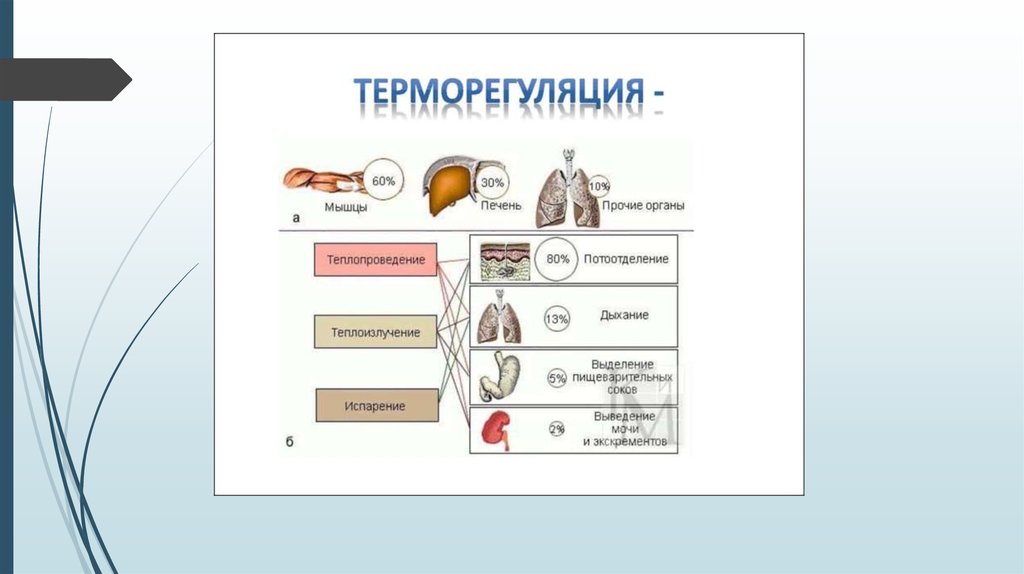 Схема терморегуляции человека