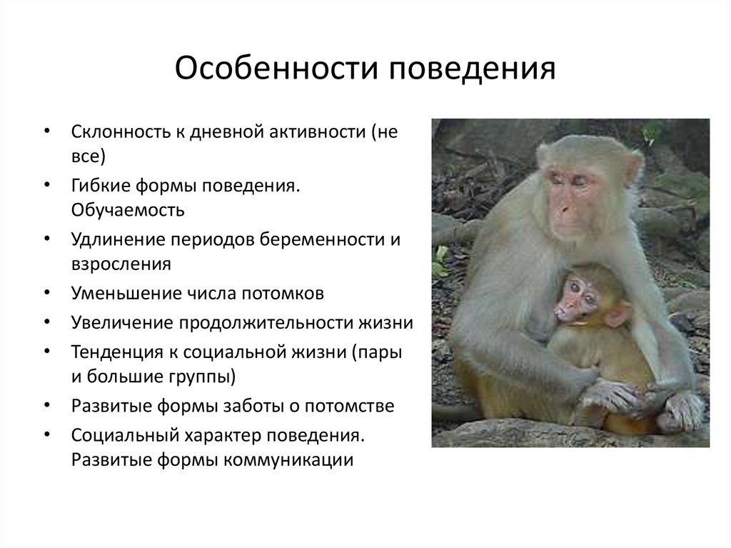 Человек относится к классу приматов. Поведение приматов. Особенности поведения животных. Поведение обезьян. Характеристика поведения животных.