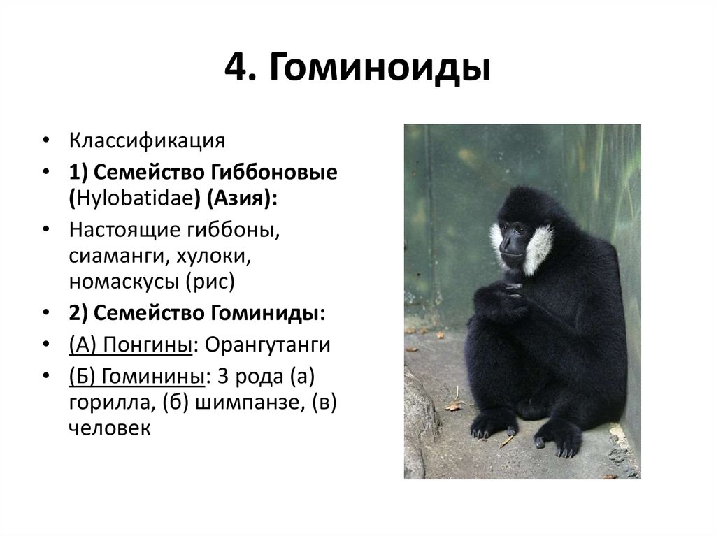 Семейство гоминиды отряд приматы тип хордовые. Систематика приматов. Классификация обезьян. Отряд приматы классификация. Гиббоновые и гоминиды.