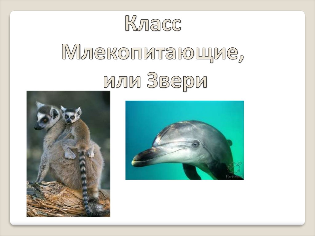 Млекопитающие это класс или тип. Звери или млекопитающие. Класс млекопитающие или звери. Рыбы это класс млекопитающие. Человек млекопитающее или нет.