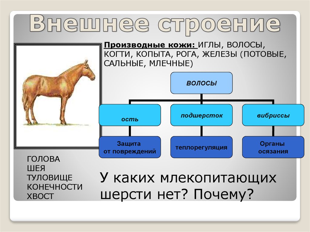 Взаимоотношения человека и животных тест 3 класс. Хордовые или млекопитающие что больше.