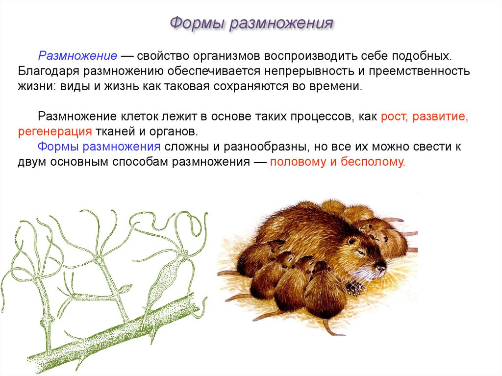 Презентация по биологии 9 класс размножение организмов пасечник