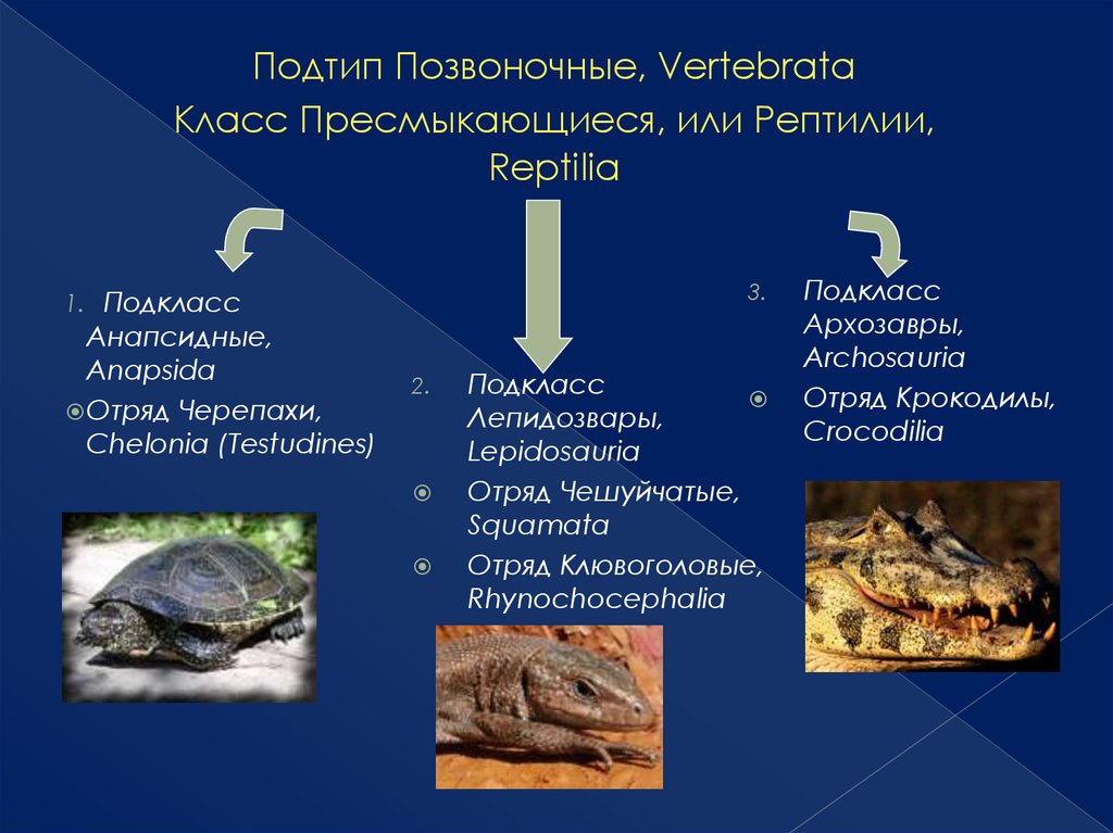 Современные пресмыкающиеся птицы