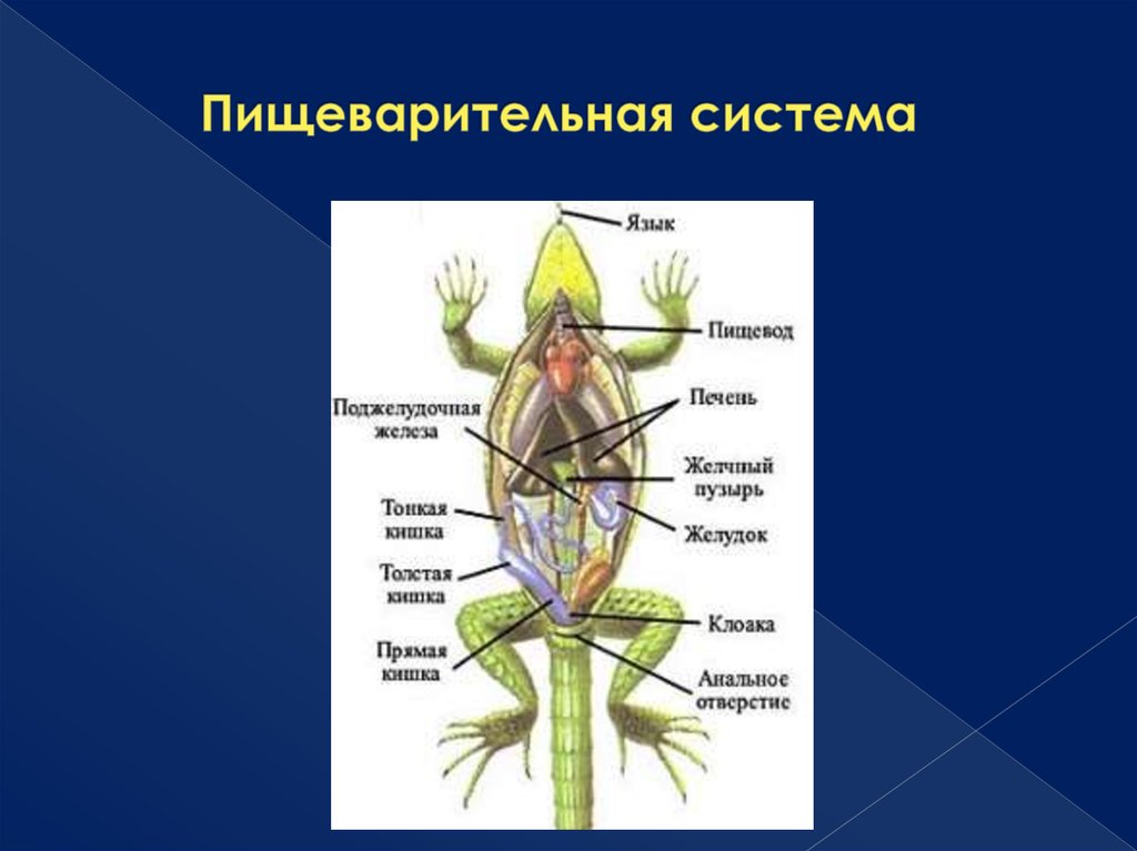 Пищеварительный тракт ящерицы. Строение пищеварительной системы рептилий. Пищеварительная система пресмыкающихся 7. Пищеварительная система рептилий схема. Органы пищеварительной системы ящерицы.