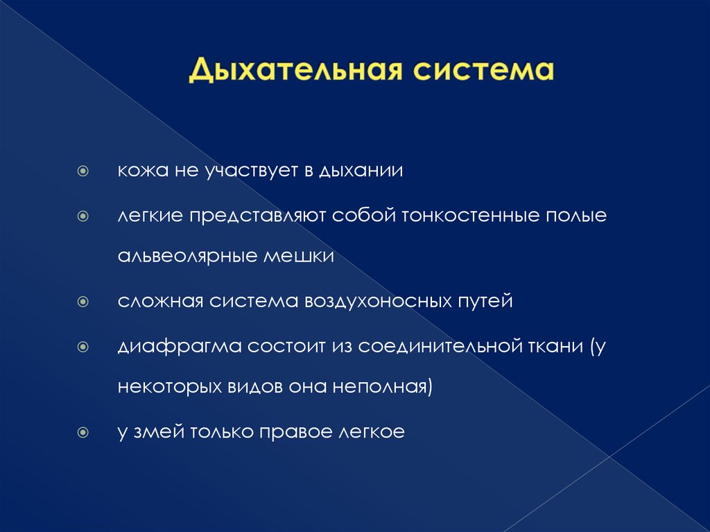 Дыхательная система