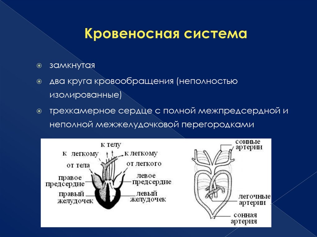 Сердце трехкамерное с неполной перегородкой рептилии