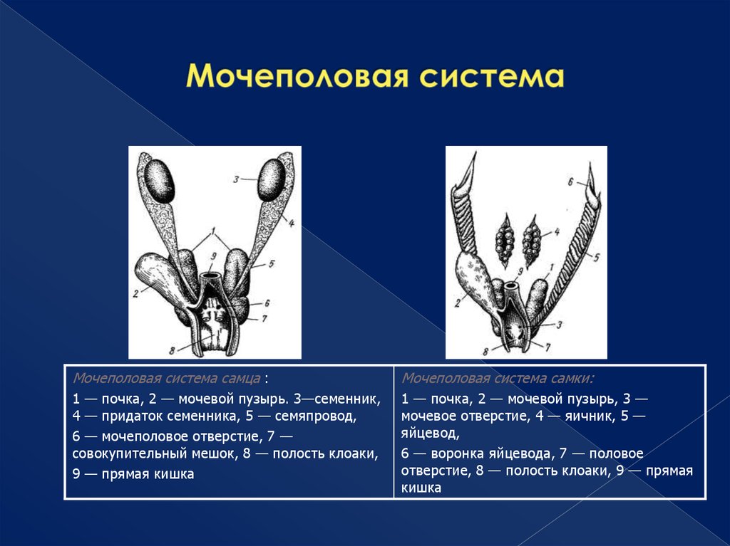 Мочеполовая система