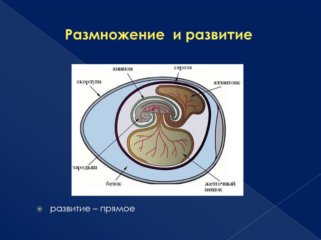 Из чего состоит стенка аллантоиса