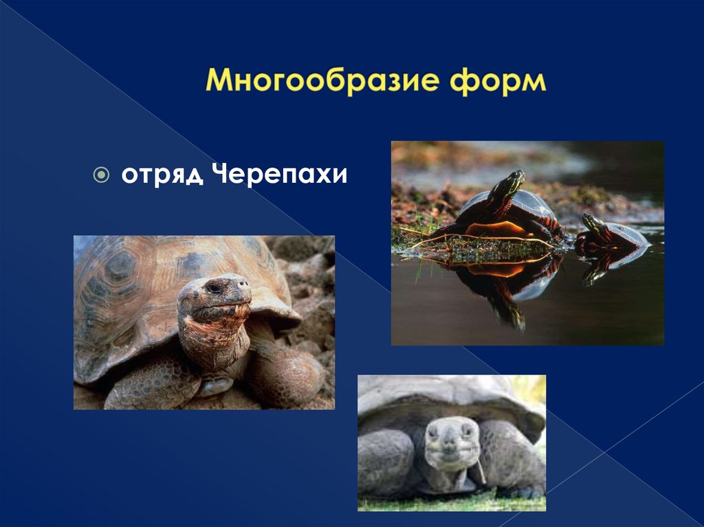 Многообразие форм