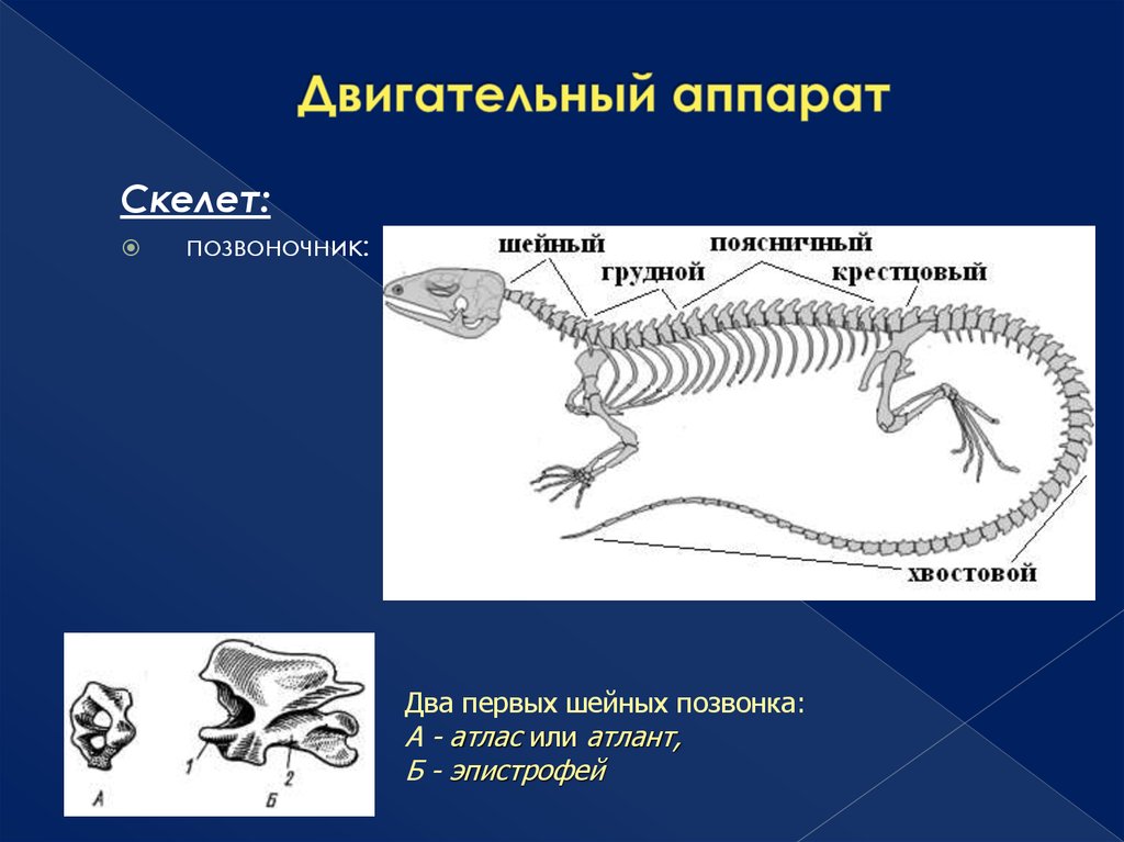 Какой отдел скелета есть у пресмыкающихся. Скелет пресмыкающихся шейный отдел. Скелет рептилий схема. Шейные позвонки рептилий. Позвоночник пресмыкающихся.