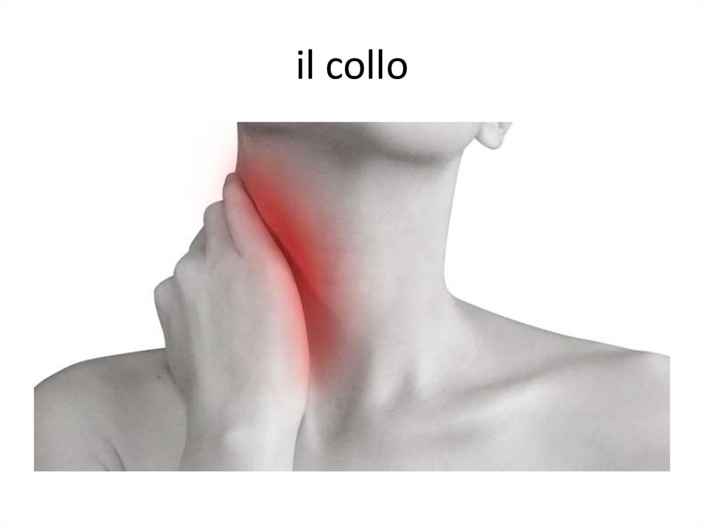 il collo