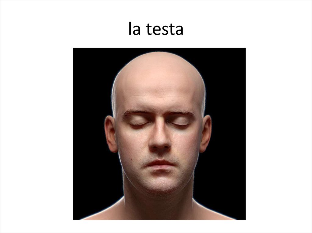 la testa
