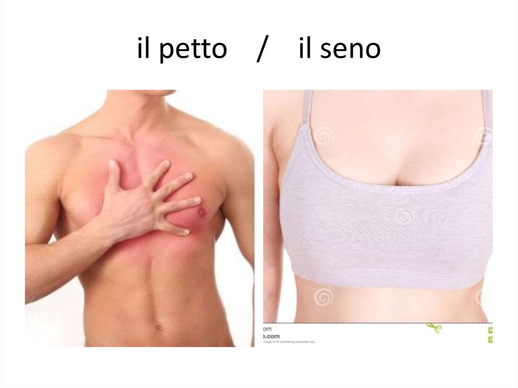 il petto / il seno