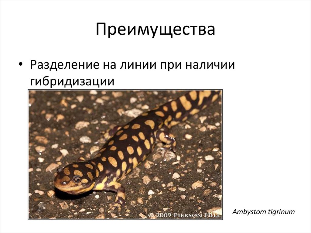 Преимущества