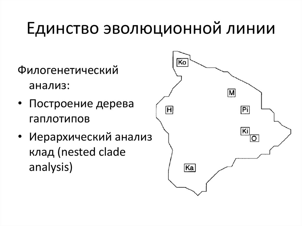 Единство эволюционной линии