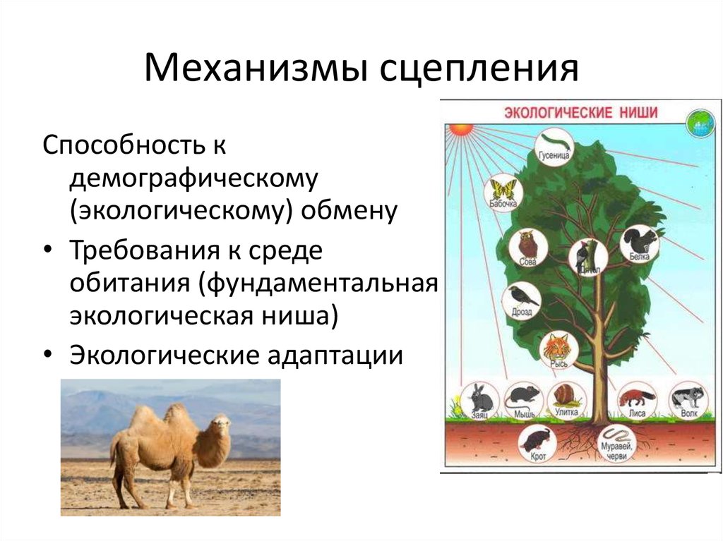 Понятие экологической ниши - презентация онлайн