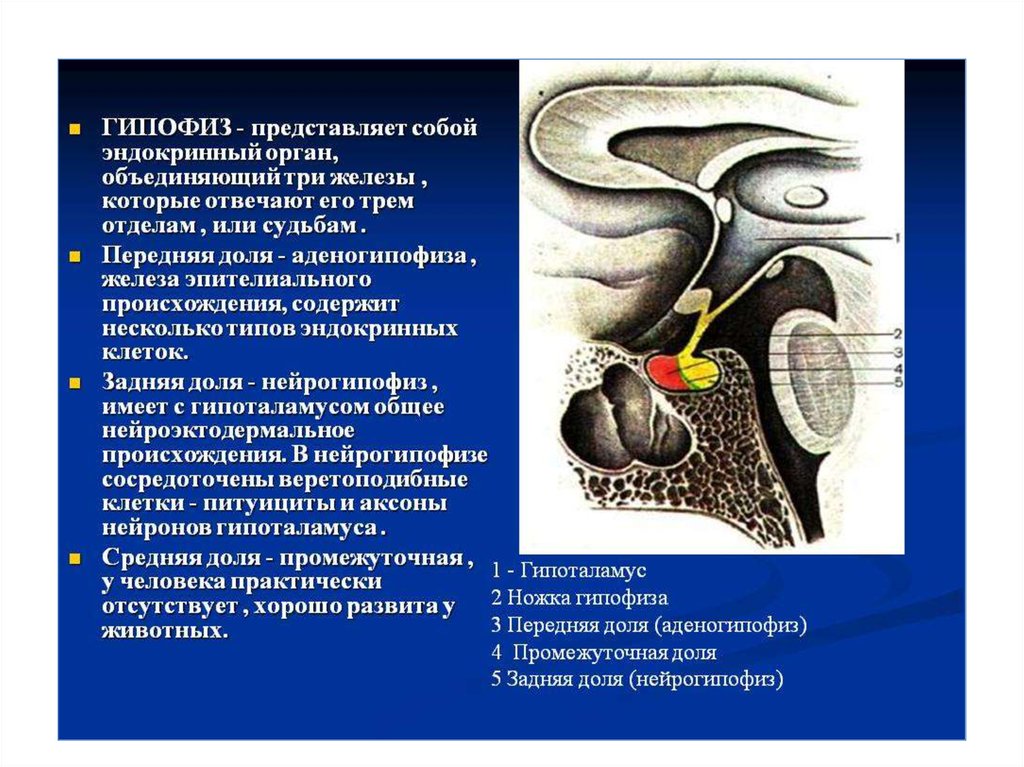 Гипофиз относятся к железам