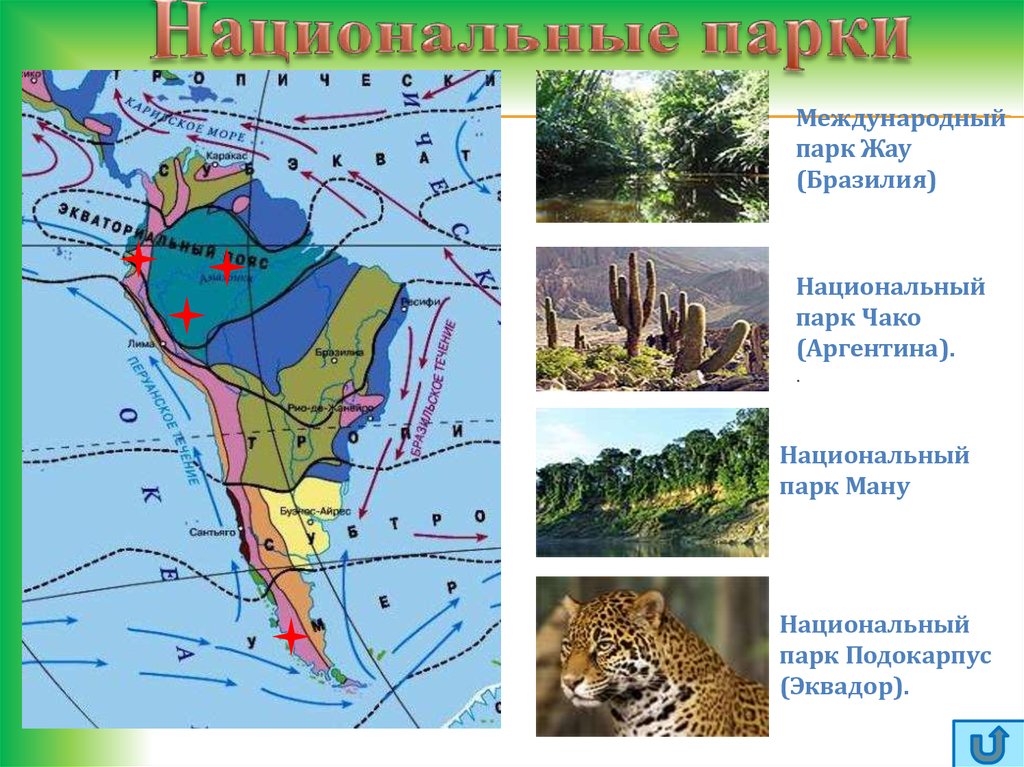 Природные зоны южной америки растения и животные