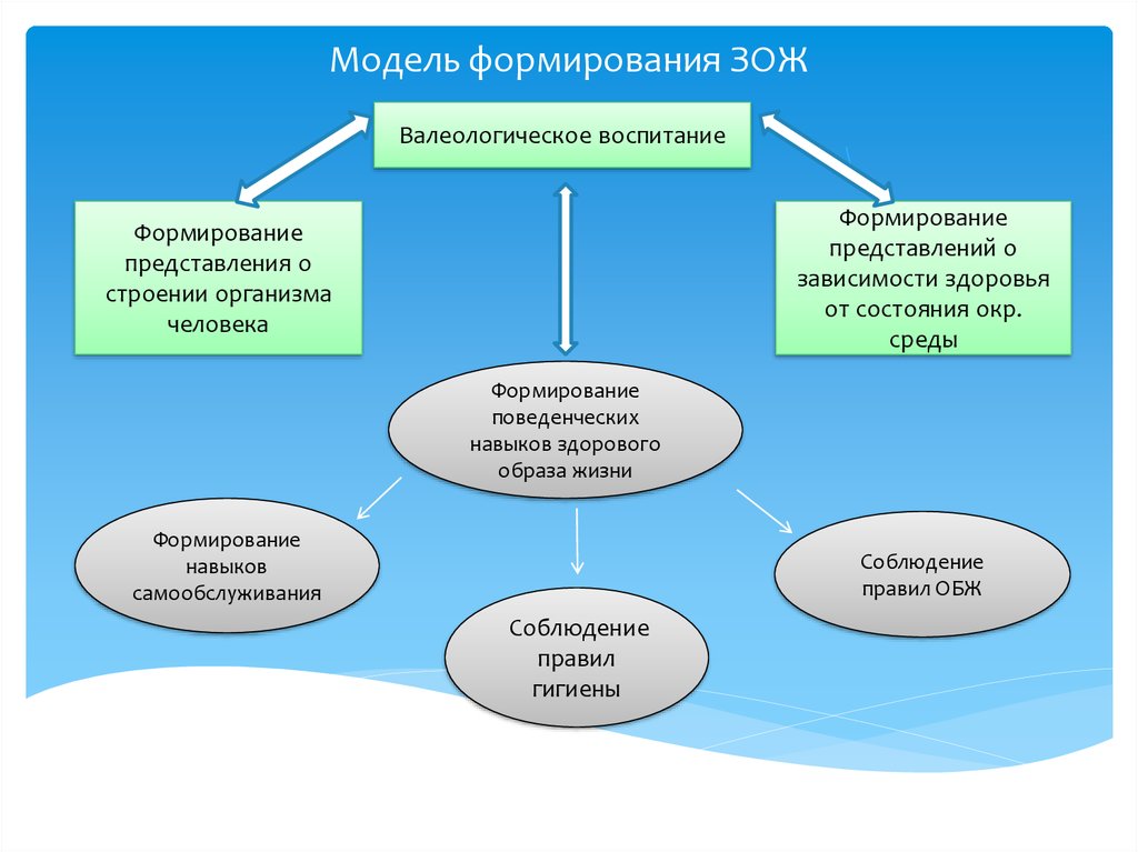 Формирование навыков зож. Модель формирования навыка. Навыки здорового образа жизни. Формирование представлений детей о строении человека.