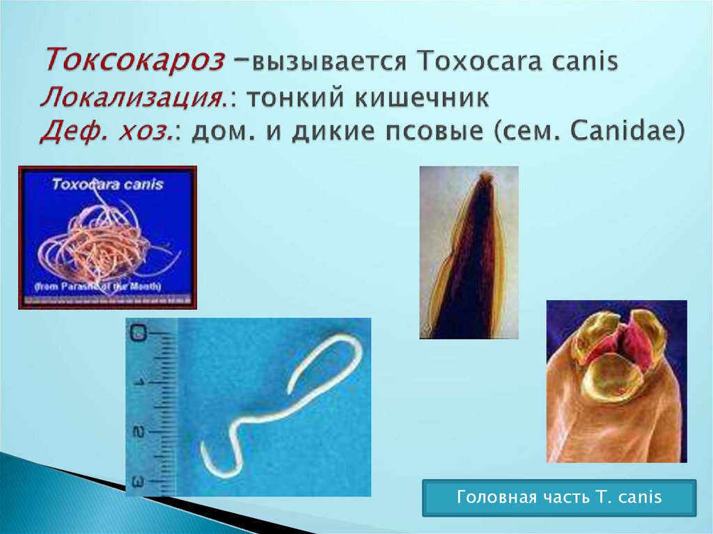 Токсокара. Токсокара Канис токсокароз. Toxocara canis - токсокары собак. Токсокароз презентация.