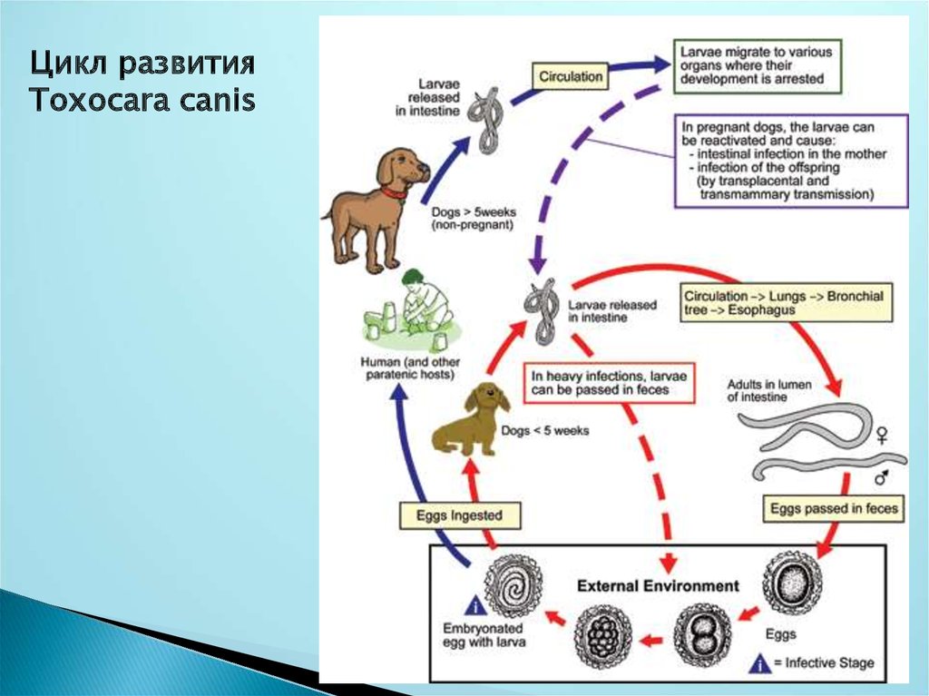 Лечение токсокароза у собак схемы лечения