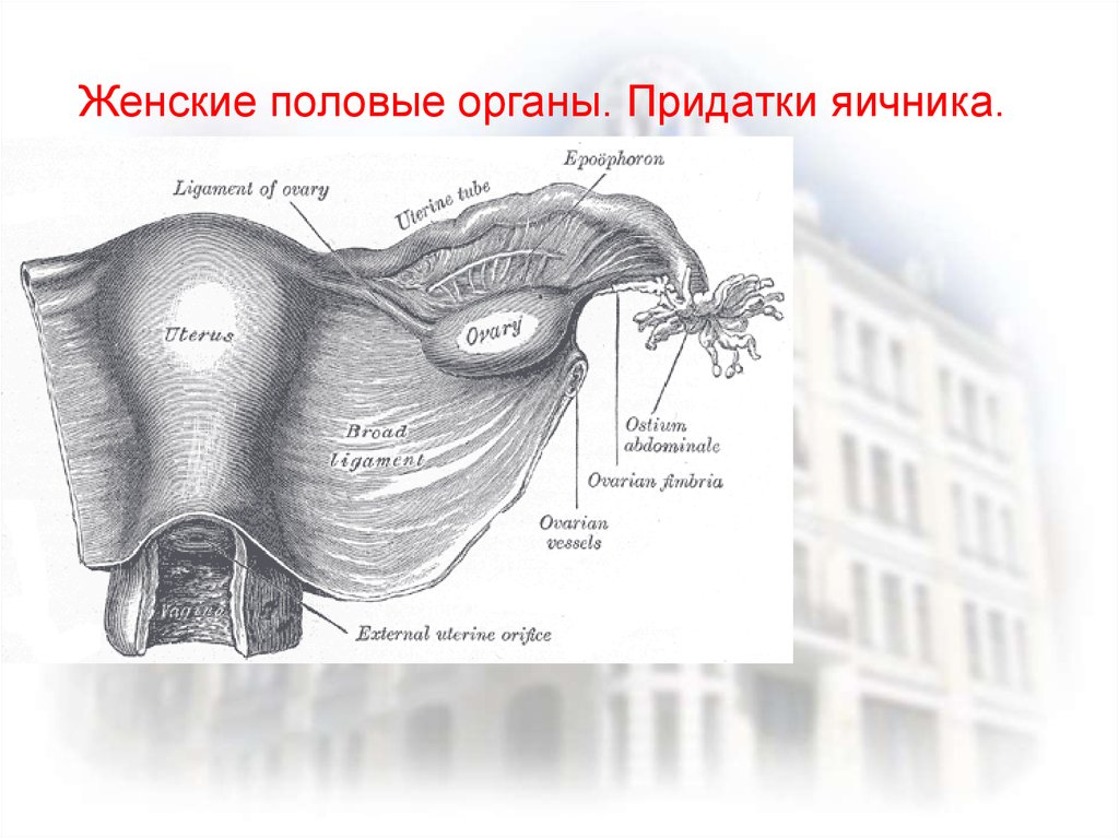 Маточные трубы рисунок анатомия