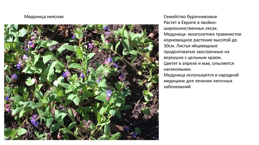 Медуница садовая фото растения и описание