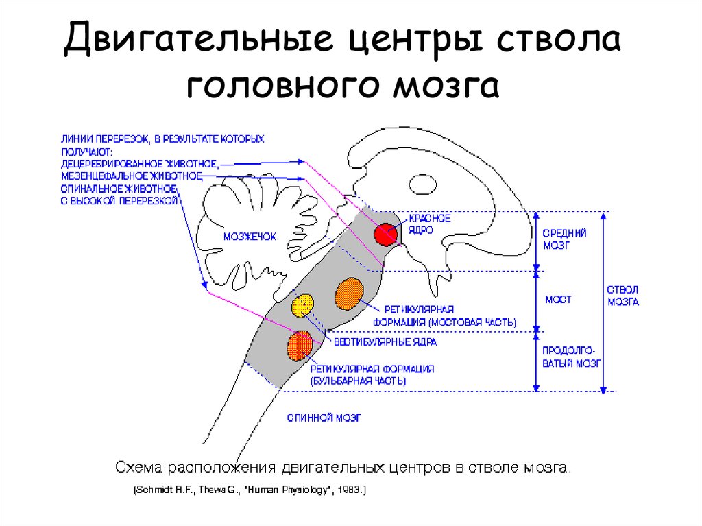 Двигательный центр спинного мозга. Двигательные ядра головного мозга. Строение ядер ствола головного мозга. Двигательные ядра ствола мозга. Ядра ствола мозга функции.
