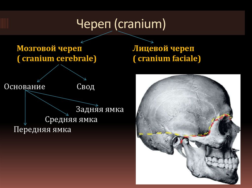 Основание черепа отделы. Основание черепа задняя черепная ямка. Лицевой череп. Мозговой череп свод и основание. Мозговой череп.