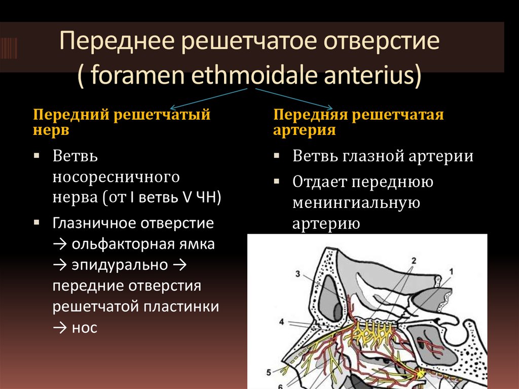 Переднее решетчатое