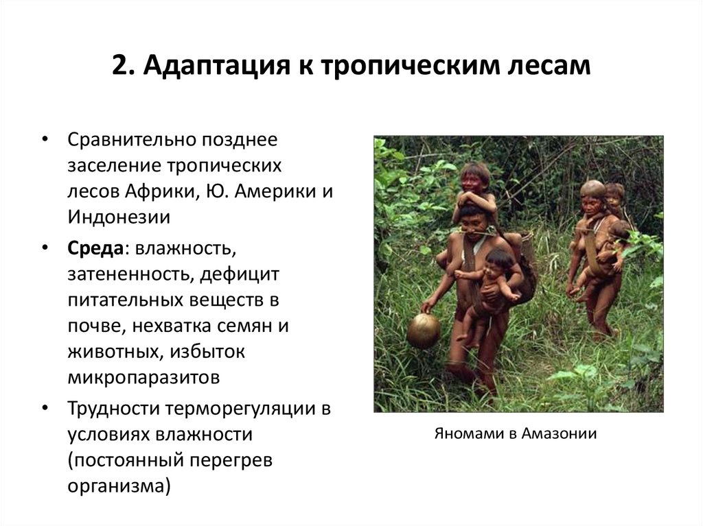 Адаптирована к условиям. Адаптация к условиям тропиков. Адаптация к тропическому климату. Адаптации животных тропического леса. Адаптация человека в тропиках.