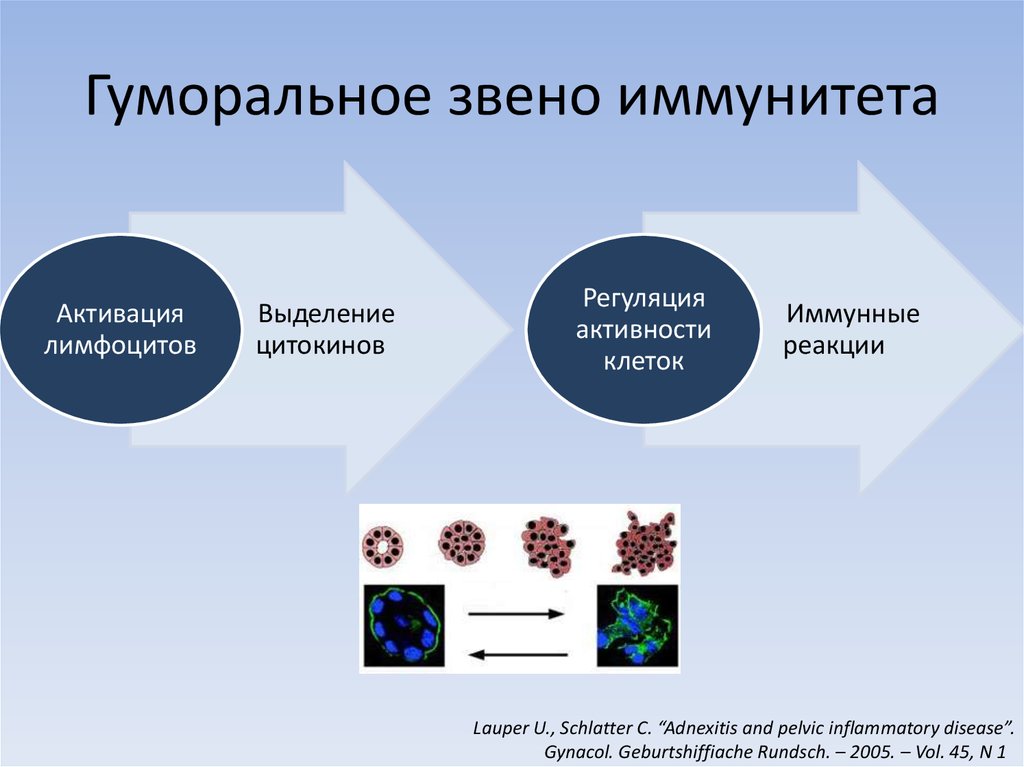 Звенья иммунитета схема