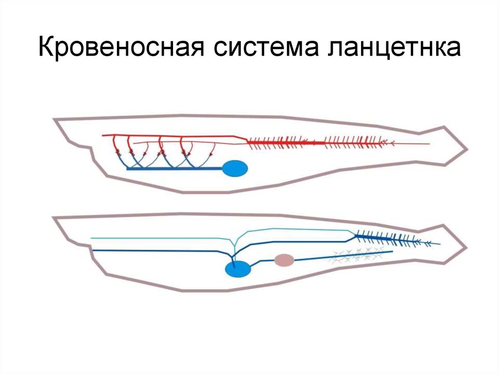 Кровеносная система ланцетника схема в цвете