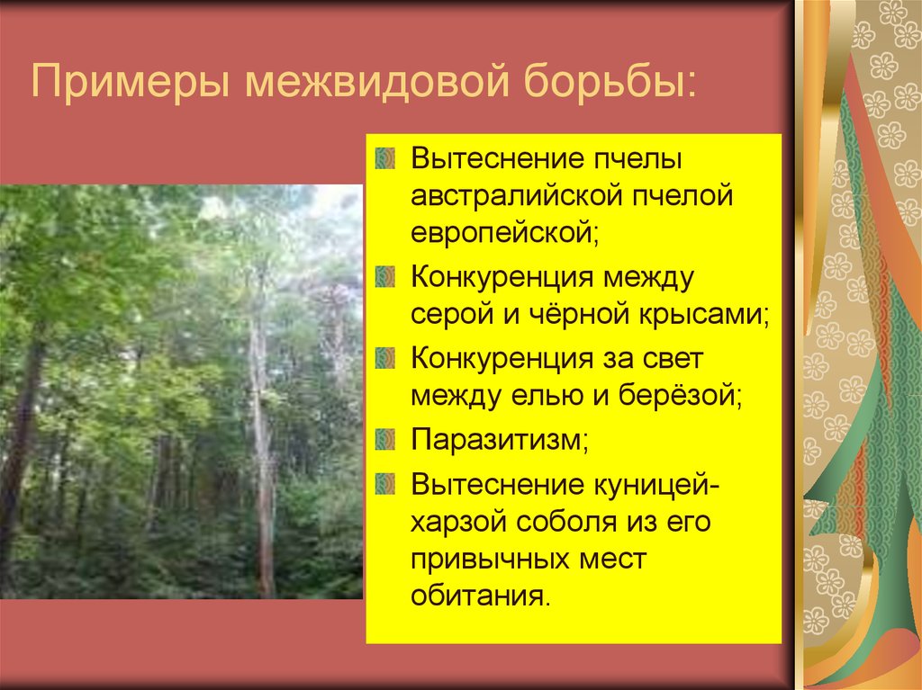 Особенности межвидовой борьбы. Межвидовая борьба примеры. Межвидовая борьба примеры растений. Примеры межвидовой борьбы за существование. Примеры меж Воевой борьбы.