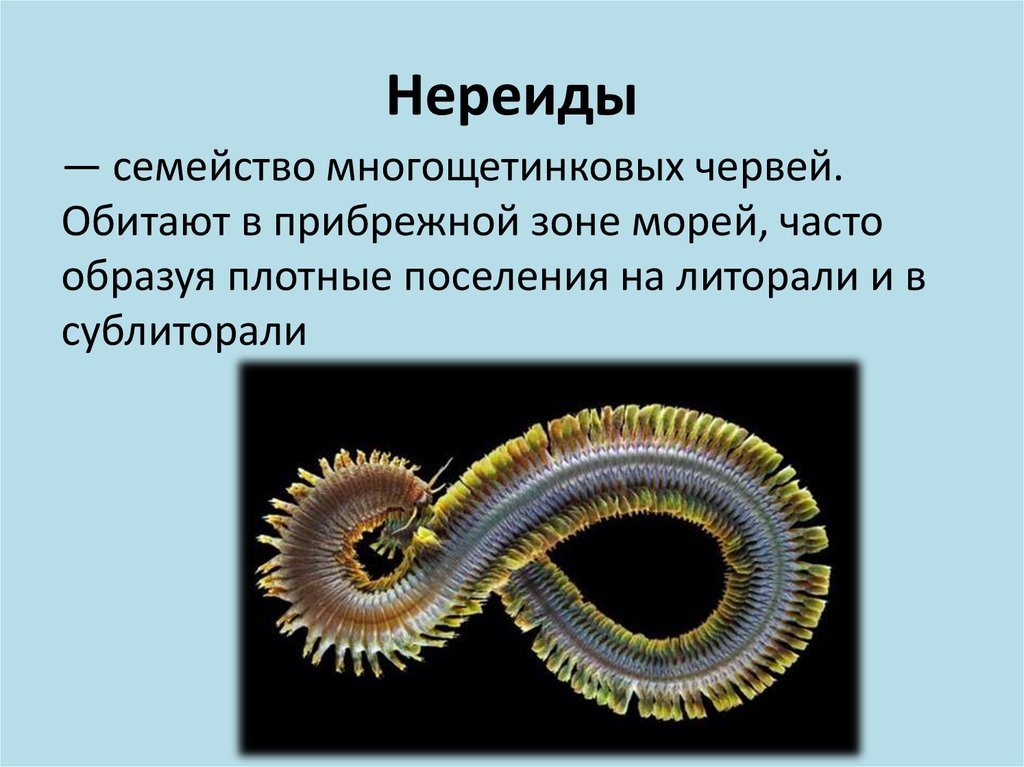 От каких животных произошли кольчатые черви моллюски. Многощетинковые черви Нереида. Морские многощетинковые кольчатые черви. Полихеты кольчатые черви Нереида. Класс кольчатых червей Тип многощетинковые.