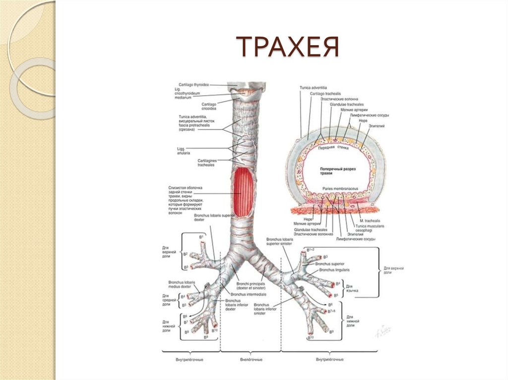 Стенки трахеи. Трахея на схеме человека. Строение стенки бронхов анатомия. Трахея топография строение.