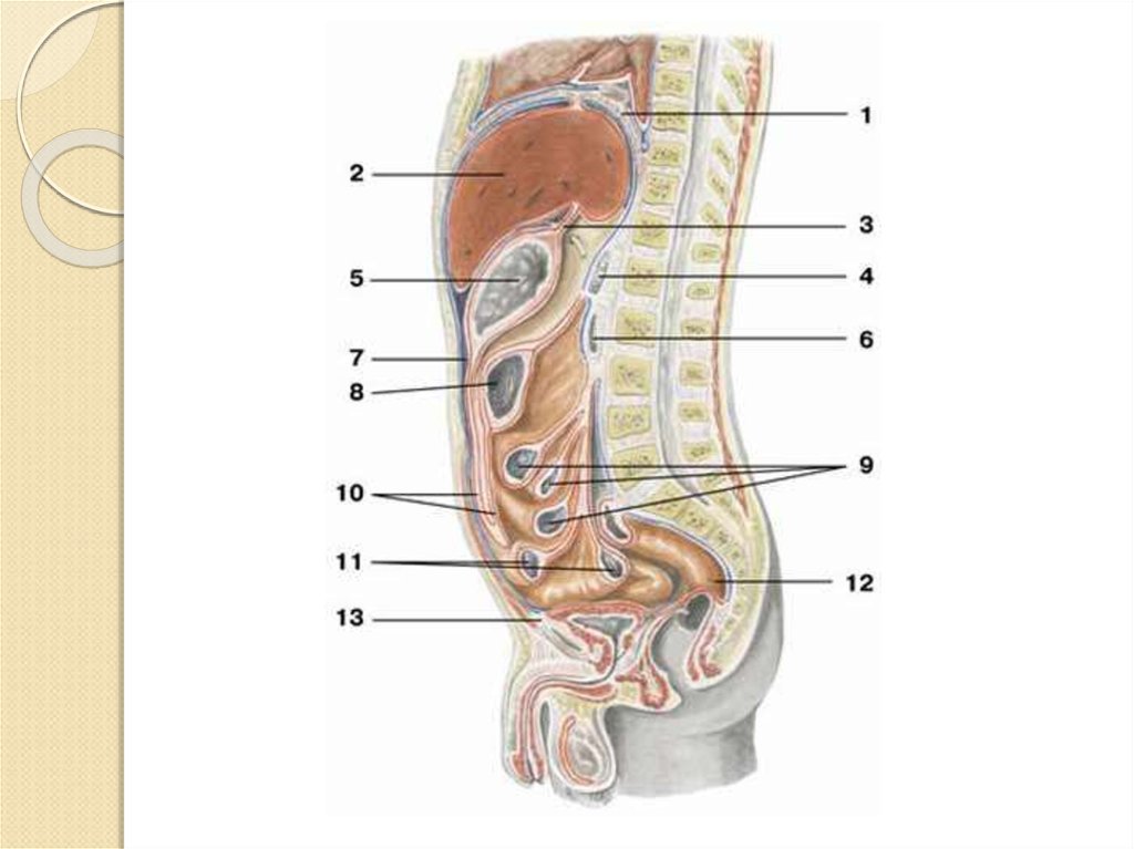 Расположение внутренних органов мужчины в брюшной полости. Анатомия человека строение брюшной полости. Брюшная полость строение анатомия. Строенинбрюшной полости человека мужчины. Анатомия внутренних органов брюшной полости человека мужчины.