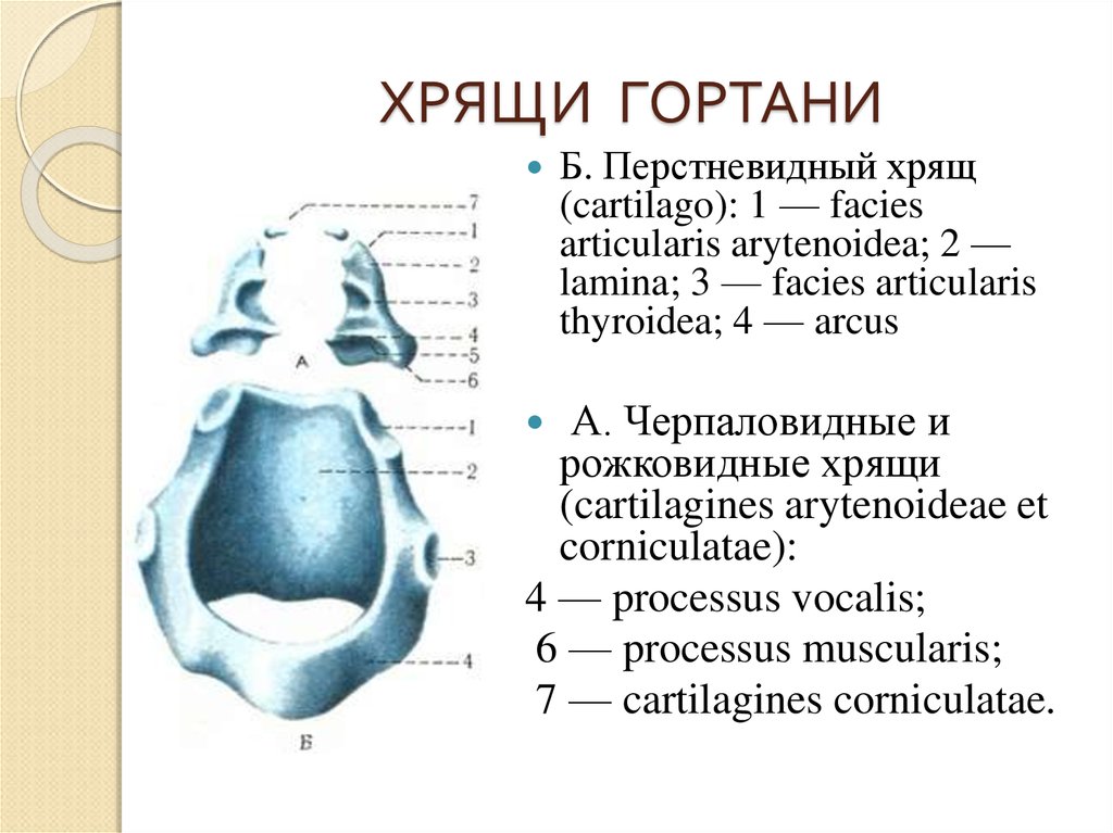 Хрящи гортани. Строение гортани черпаловидные хрящи. Перстневидный хрящ строение анатомия. Черпаловидный хрящ гортани анатомия. Строение перстневидного хряща.