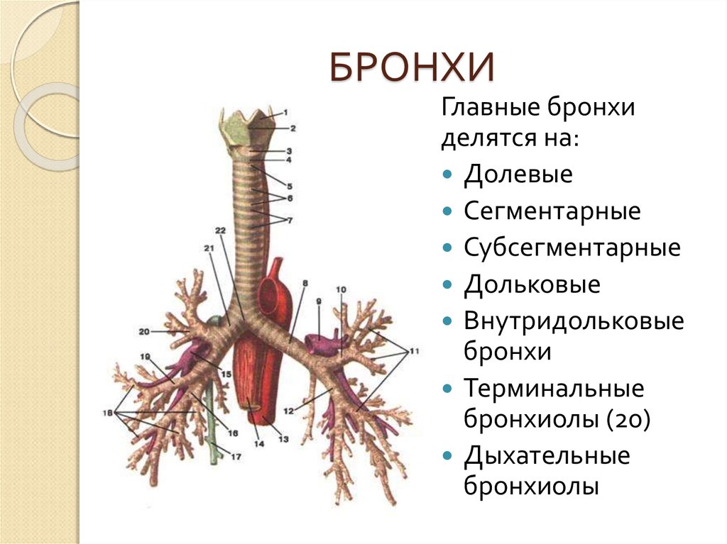 Бронхи. Бронхи главные долевые сегментарные. Трахея и бронхиальное дерево. Строение бронхов. Трахея, главные, долевые и сегментарные бронхи.