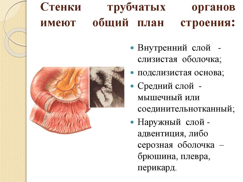 Органы обладают. Стенки полых внутренних органов. Общий план строения трубчатых органов. Стенки трубчатых органов состоит. Общий план строения стенки трубчатого (полого) органа.